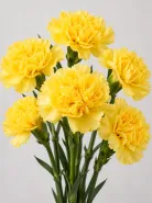 Гвоздика Liberty Yellow (Либерти Еллоу)