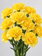 Гвоздика Liberty Yellow (Либерти Еллоу)