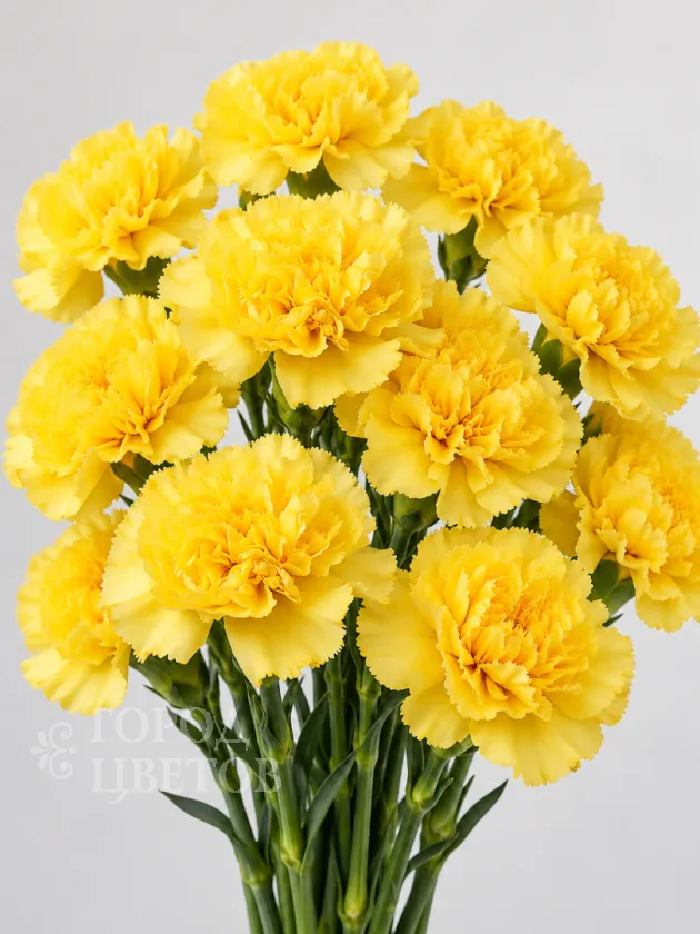 Гвоздика Liberty Yellow (Либерти Еллоу)