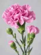 Гвоздика кустовая Lilliput Mauve (Лилипут Мов)