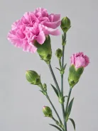 Гвоздика кустовая Lilliput Mauve (Лилипут Мов)