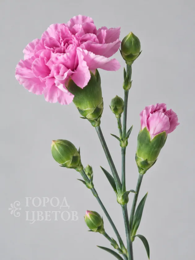 Гвоздика кустовая Lilliput Mauve (Лилипут Мов)