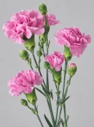 Гвоздика кустовая Lilliput Mauve (Лилипут Мов)