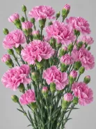 Гвоздика кустовая Lilliput Mauve (Лилипут Мов)