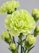 Гвоздика кустовая Jade Green (Джейд Грин)