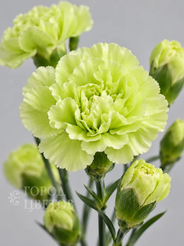 Гвоздика кустовая Jade Green (Джейд Грин)