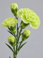 Гвоздика кустовая Jade Green (Джейд Грин)