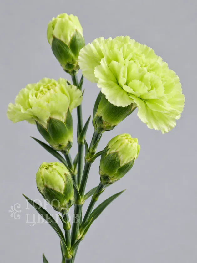Гвоздика кустовая Jade Green (Джейд Грин)