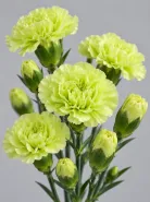 Гвоздика кустовая Jade Green (Джейд Грин)