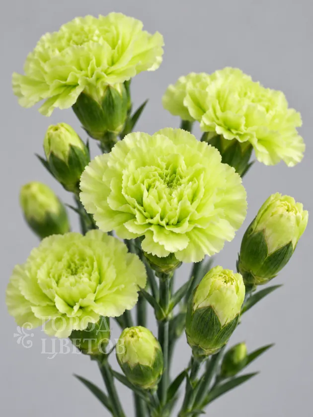 Гвоздика кустовая Jade Green (Джейд Грин)