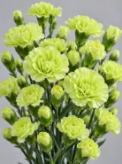 Гвоздика кустовая Jade Green (Джейд Грин)