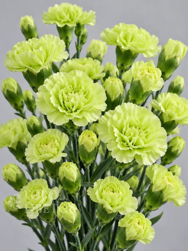 Гвоздика кустовая Jade Green (Джейд Грин)