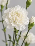 Гвоздика кустовая White Natila (Уайт Натила)