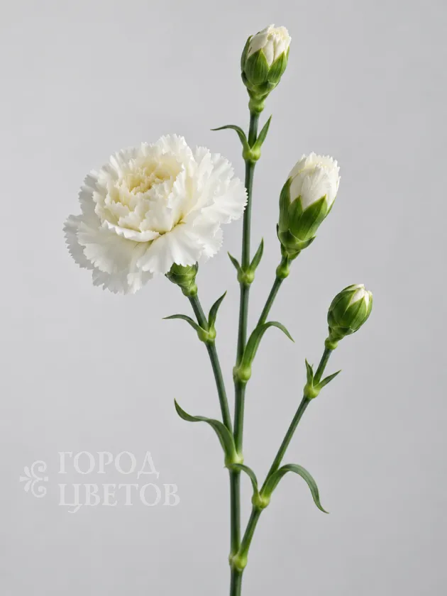 Гвоздика кустовая White Natila (Уайт Натила)