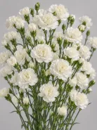 Гвоздика кустовая White Natila (Уайт Натила)