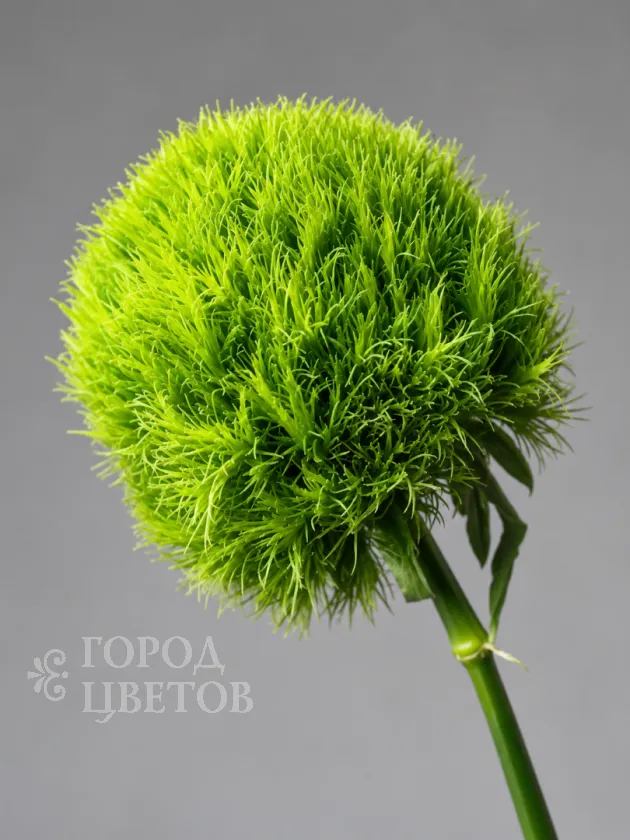 Гвоздика Green Trick (Грин Трик)