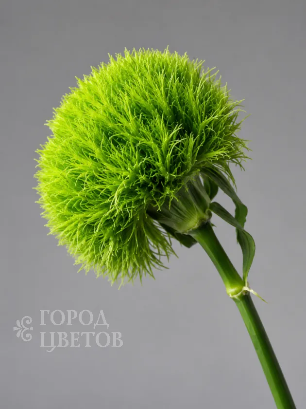 Гвоздика Green Trick (Грин Трик)