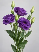 Эустома Rosita 2 Purple (Розита 2 Пёрпл)