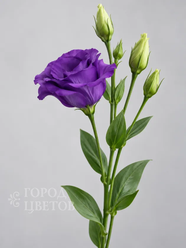 Эустома Rosita 2 Purple (Розита 2 Пёрпл)