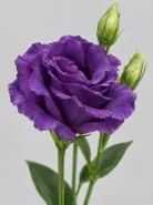 Эустома Rosita 2 Purple (Розита 2 Пёрпл)