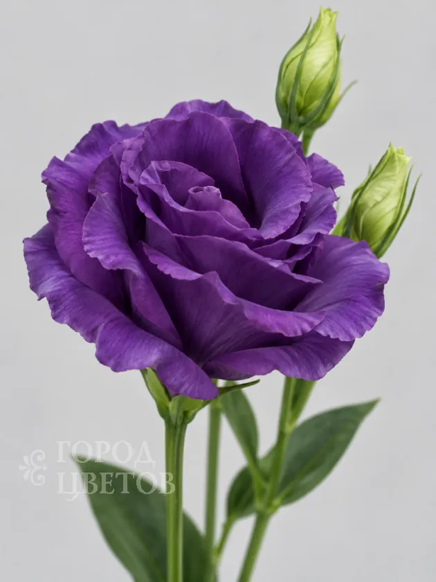 Эустома Rosita 2 Purple (Розита 2 Пёрпл)