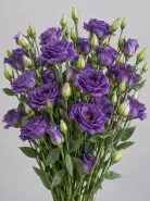 Эустома Rosita 2 Purple (Розита 2 Пёрпл)