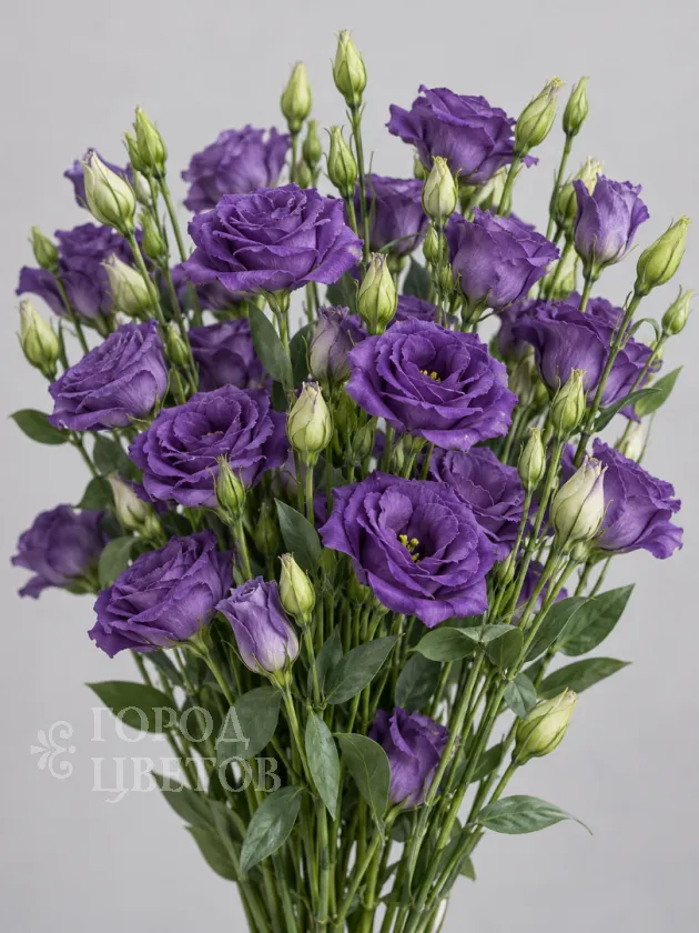 Эустома Rosita 2 Purple (Розита 2 Пёрпл)