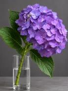 Гортензия Rodeo Purple (Родео Пёрпл)