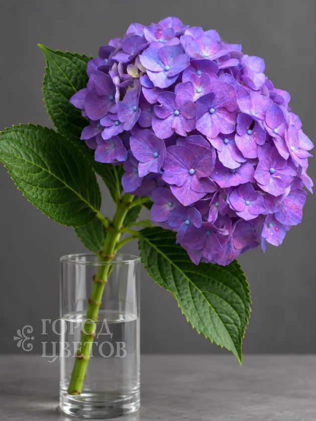 Гортензия Rodeo Purple (Родео Пёрпл)
