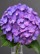 Гортензия Rodeo Purple (Родео Пёрпл)