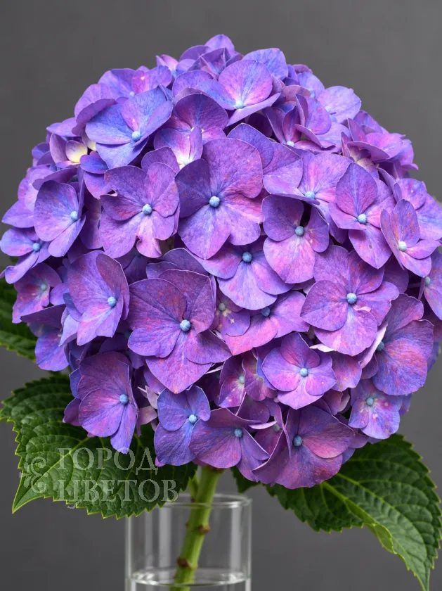 Гортензия Rodeo Purple (Родео Пёрпл)