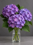 Гортензия Rodeo Purple (Родео Пёрпл)