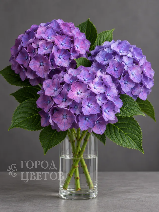 Гортензия Rodeo Purple (Родео Пёрпл)