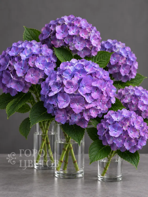 Гортензия Rodeo Purple (Родео Пёрпл)