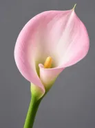 Калла Pink Melody (Пинк Мелоди)