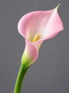 Калла Pink Melody (Пинк Мелоди)