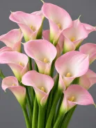 Калла Pink Melody (Пинк Мелоди)