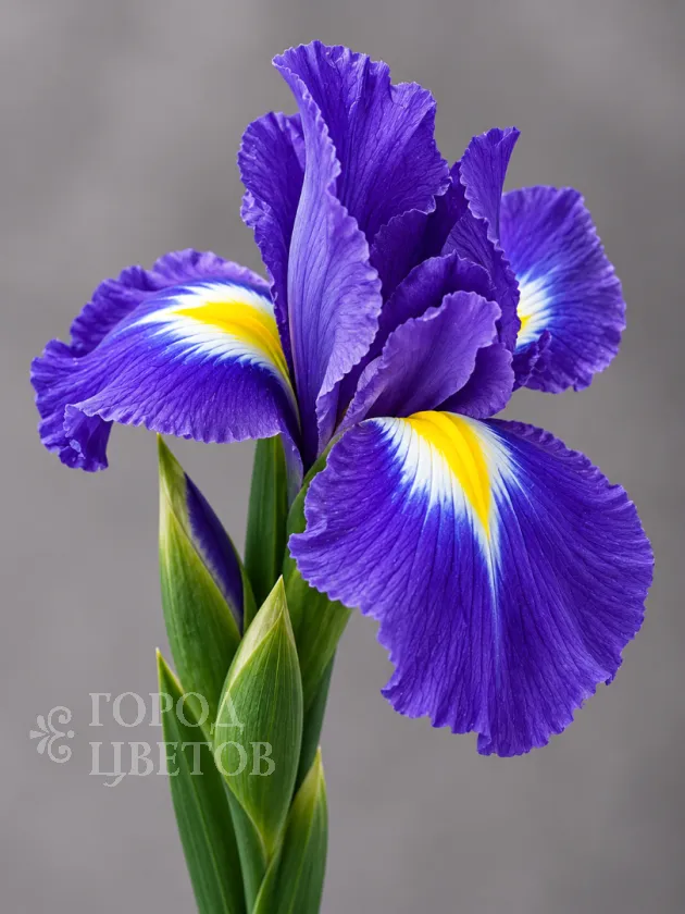 Ирис Blue Magic (Блю Мэджик)