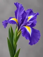 Ирис Blue Magic (Блю Мэджик)