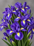 Ирис Blue Magic (Блю Мэджик)