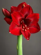 Амариллис Royal Velvet (Роял Вельвет)