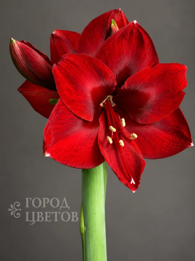 Амариллис Royal Velvet (Роял Вельвет)