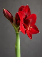 Амариллис Royal Velvet (Роял Вельвет)