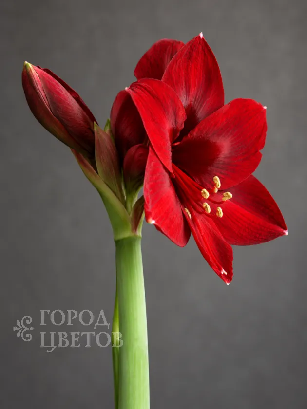 Амариллис Royal Velvet (Роял Вельвет)