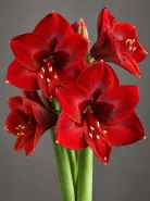 Амариллис Royal Velvet (Роял Вельвет)