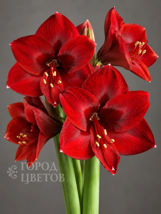 Амариллис Royal Velvet (Роял Вельвет)
