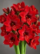 Амариллис Royal Velvet (Роял Вельвет)
