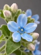 Оксипеталум Blue Star (Блю Стар)