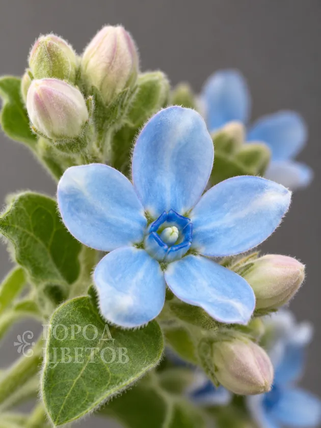 Оксипеталум Blue Star (Блю Стар)
