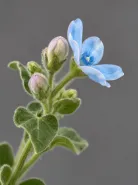Оксипеталум Blue Star (Блю Стар)